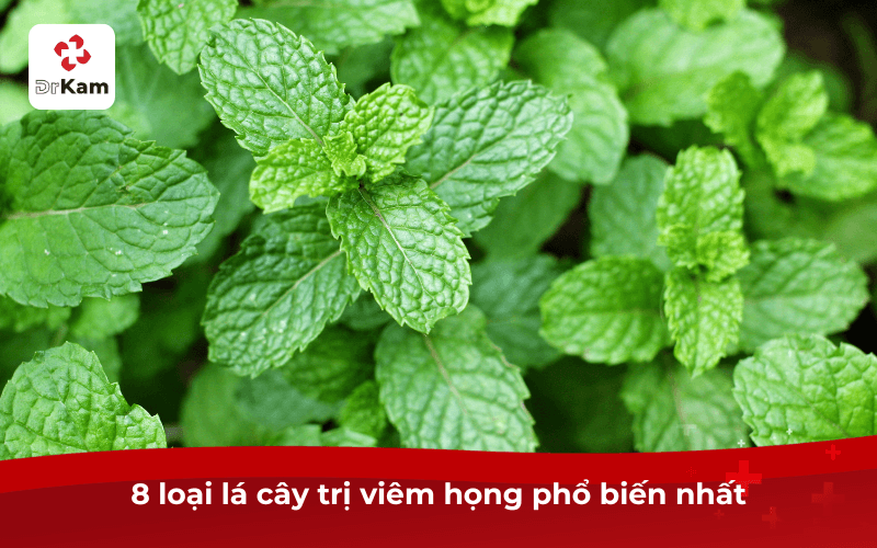 8 loại lá cây trị viêm họng phổ biến nhất