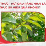 [Thực – Hư] Đau răng nhai lá ổi có thực sự hiệu quả không?