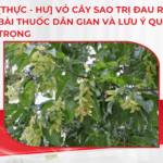 [Thực – Hư] Vỏ cây sao trị đau răng: 3 bài thuốc dân gian và lưu ý quan trọng