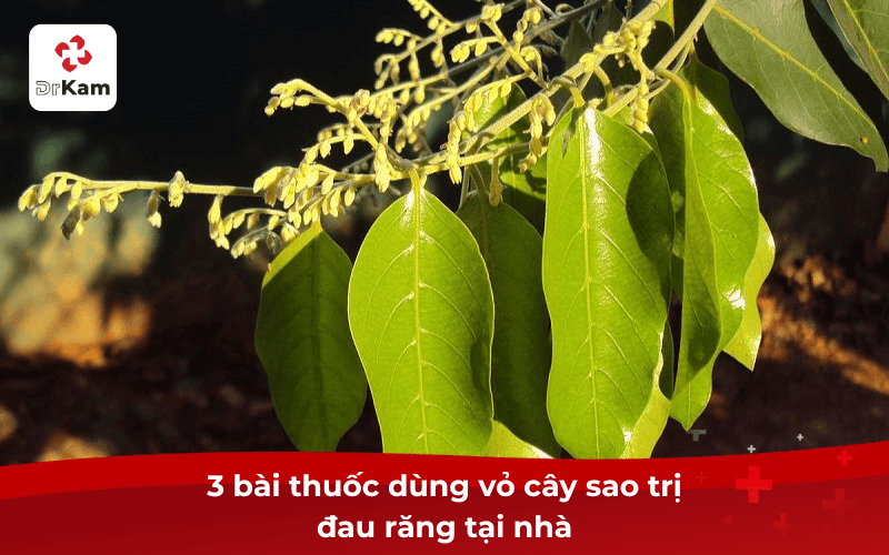 3 bài thuốc dùng vỏ cây sao trị đau răng tại nhà
