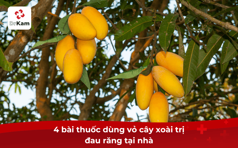 4 bài thuốc dùng vỏ cây xoài trị đau răng tại nhà