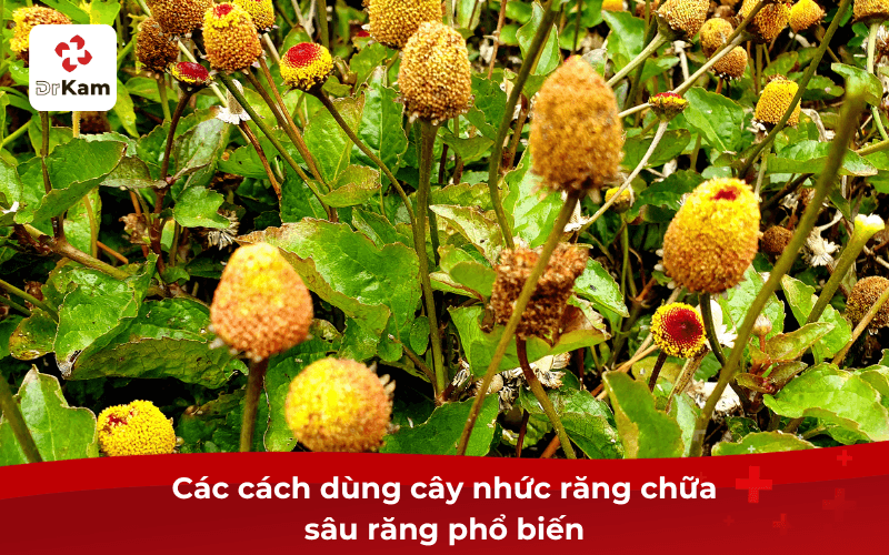 Các cách dùng sâu răng cây nhức răng chữa phổ biến